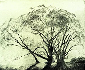 The Willows