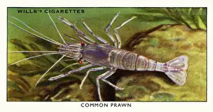 Wills cigarette card - Common Prawn