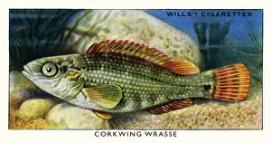 Wills cigarette card - Corkwing Wrasse