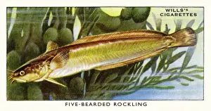 Wills cigarette card - Five-bearded Rockling