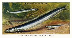 Wills cigarette card - Greater & Lesser Sand Eels