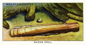 Razor Prints: Wills cigarette card - Razor shell