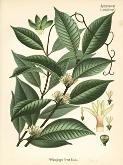 Willughbeia coriacea