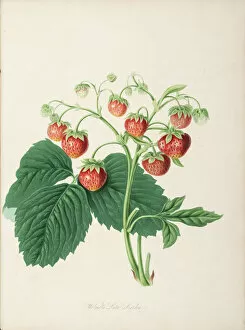 Hooker Gallery: Wilmots Late Scarlet Strawberry