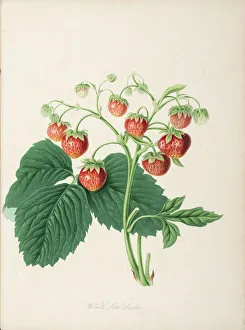 Images Dated 23rd July 2014: Wilmots Late Scarlet Strawberry