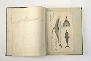 Terra Nova Prints: Detail from the Wilson notebook