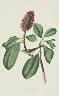 Magnoliid Prints: Wilsonia canadensis, Canada warbler