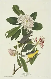 Wilsonia canadensis, Canada warbler