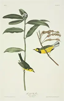 Setophaga Prints: Wilsonia citrina, hooded warbler
