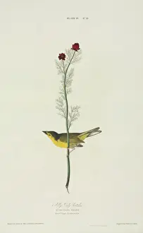 Wilsonia citrina, hooded warbler