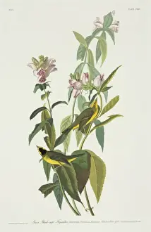 Wilsonia pusilla, Wilsons warbler