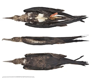 Images Dated 19th October 2010: Wilsons frigate bird, Fregata wilsoni