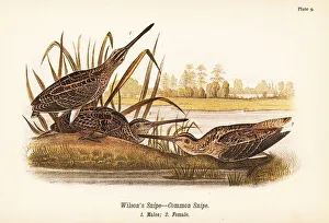 Warren Gallery: Wilsons snipe or common snipe, Gallinago delicata