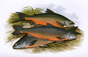 Windermere Charr, Coles Charr and Grays Charr Windermere Charr, Coles Charr and Grays Charr