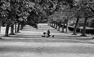 Chestnut Prints: Windsor Great Park