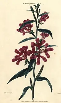Mcintosh Prints: Wine-colored pinkfairies or ragged robins