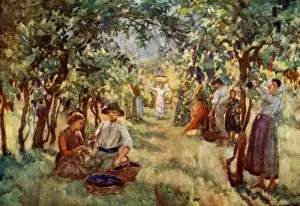 Casentino Prints: Wine Cultivation Italy
