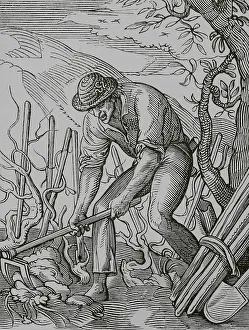 Viticulture Prints: The wine grower, 16th century. Engraving