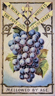 Aging Gallery: A wine which is the pure juice of the grape