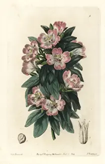 Purpurea Prints: Winecup fairyfan, Clarkia purpurea subsp. quadrivulnera