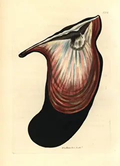Hirundo Prints: Wing oyster, Pteria hirundo