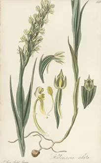 Exotic Flora Prints: Winged bog orchid, Habenaria alata