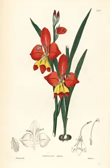 Gladiolus Prints: Winged-flowered cornflag, Gladiolus alatus