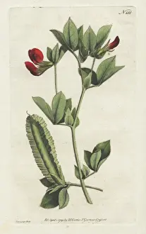 Williamcurtis Prints: Winged lotus or winged pea, Lotus tetragonolobus