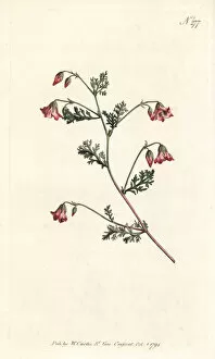 Pinnata Collection: Winged mahernia, Mahernia pinnata