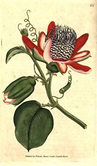 Alata Gallery: Winged passionflower, Passiflora alata