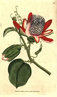 Winged passionflower, Passiflora alata