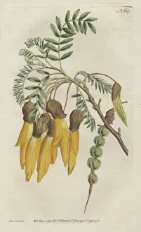 Winged-podded sophora or kowhai, Sophora tetraptera