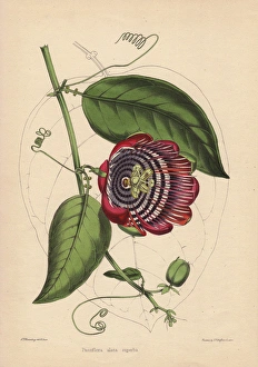 Alata Gallery: Winged-stem passion flower with crimson, purple