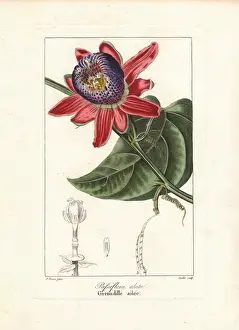 Mordantdelaunay Prints: Winged-stem passion flower, Passiflora alata