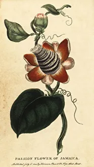 Winged-stem passion flower, Passiflora elata