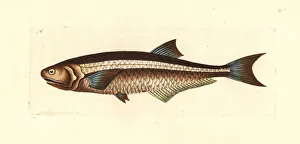 Anchovy Gallery: Wingfin anchovy, Pterengraulis atherinoides
