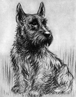 Images Dated 12th November 2015: Winkle - Duke of Gloucesters pet Scottish terrier