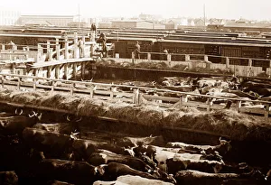 Yards Prints: Winnepeg Stock Yards, Canada