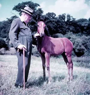 Boiler Prints: Winston Churchill pictured with a young foal