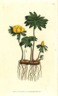 Winter aconite, Eranthis hyemalis