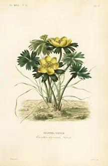 Winter aconite, Eranthis hyemalis