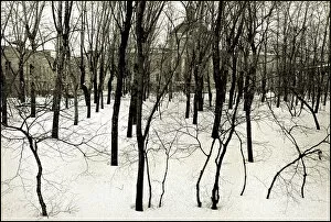 Birch Gallery: Winter birch trees, Moscow
