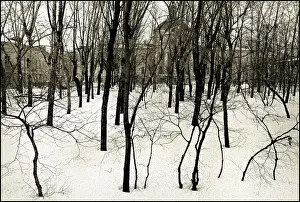 Winter birch trees, Moscow