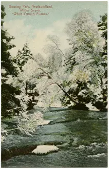 Frozen Prints: Winter in Bowring Park, St. Johns, Newfoundland, Canada