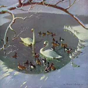 Duck Gallery: Winter Circle by Vernon Ward