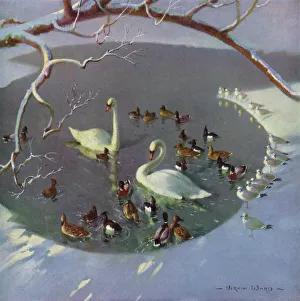 Swan Collection: Winter Circle by Vernon Ward