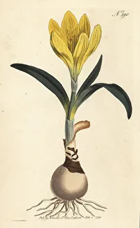 Bulb Prints: Winter daffodil, Sternbergia lutea