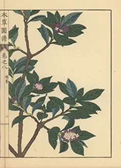 Winter daphne, Daphne odora Thunb