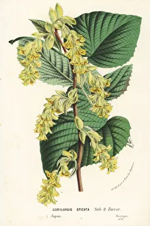 Hazel Collection: Winter hazel, Corylopsis spicata