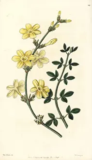 Jasmine Prints: Winter jasmine, Jasminum nudiflorum